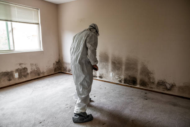 Environmental Consulting for Mold Prevention